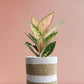 Buy beautiful rare plant Aglaonema Rose Cochin in eco friendly brown jute pot in India