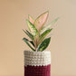Gift stunning Indoor plant Aglaonema O Rose Cochin in premium red knitted planter online