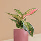 Aglaonema 'O' Rose Cochin Plant in Ceramic Pot (Large)