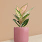 Aglaonema 'O' Rose Cochin Plant in Ceramic Pot (Medium)