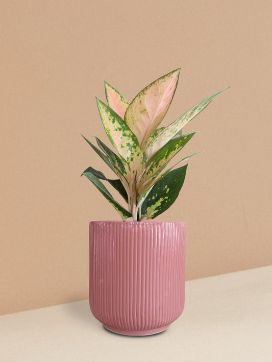 Aglaonema 'O' Rose Cochin Plant in Ceramic Pot (Medium)