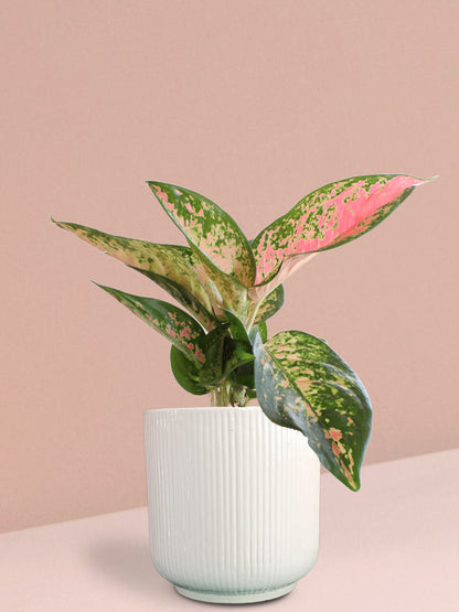 Aglaonema 'O' Rose Cochin Plant in Ceramic Pot (Large)