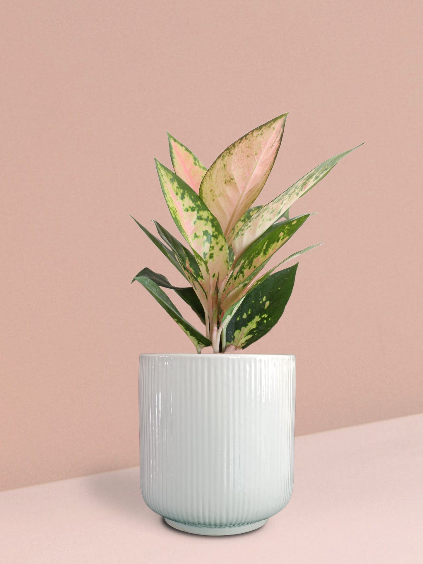 Aglaonema 'O' Rose Cochin Plant in Ceramic Pot (Medium)