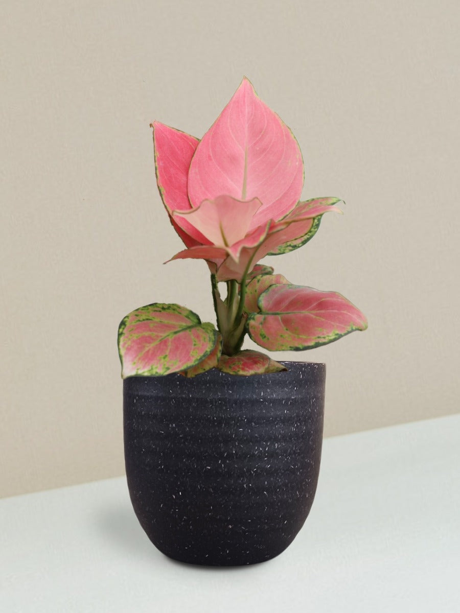 Aglaonema Pink Anjamani Plant Gift in Eco Pot (Small)