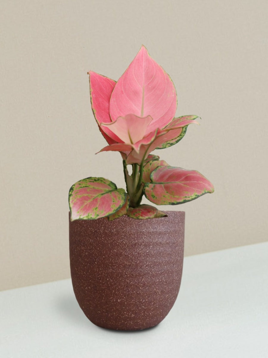 Aglaonema Pink Anjamani Plant Gift in Eco Pot (Small)