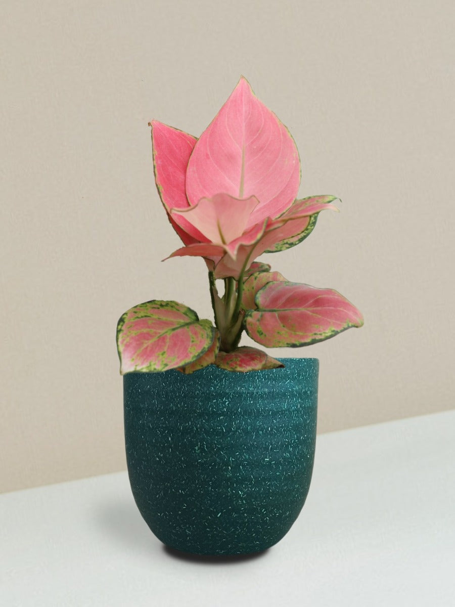 Aglaonema Pink Anjamani Plant Gift in Eco Pot (Small)