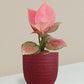 Aglaonema Pink Anjamani Plant Gift in Eco Pot (Small)