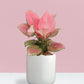 Aglaonema Pink Anjamani Plant in Ceramic Pot (Medium)