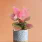 Shop Gorgeous indoor plant Aglaonema pink anjamani in eco friendly grey cotton planter online 