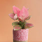 Shop Gorgeous colorful indoor plant Aglaonema pink anjamani in premium pink cotton planter online 