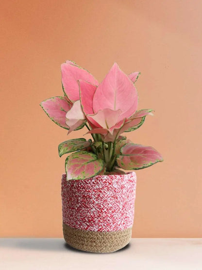 aglaonema pink beauty plant Aglaonema Pink Anjamani (Medium) – Greenkin