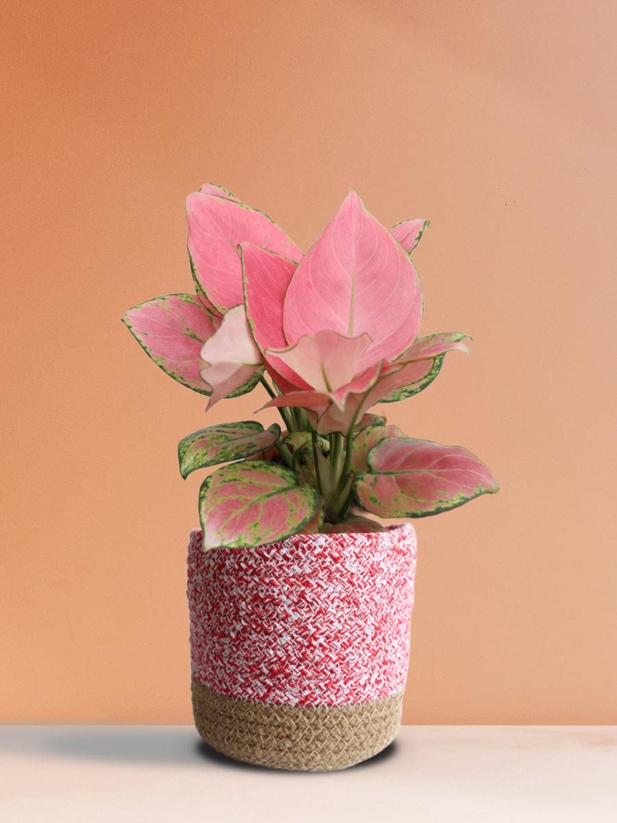 Aglaonema Pink Anjamani Plant Gift in Eco Pot (Medium)