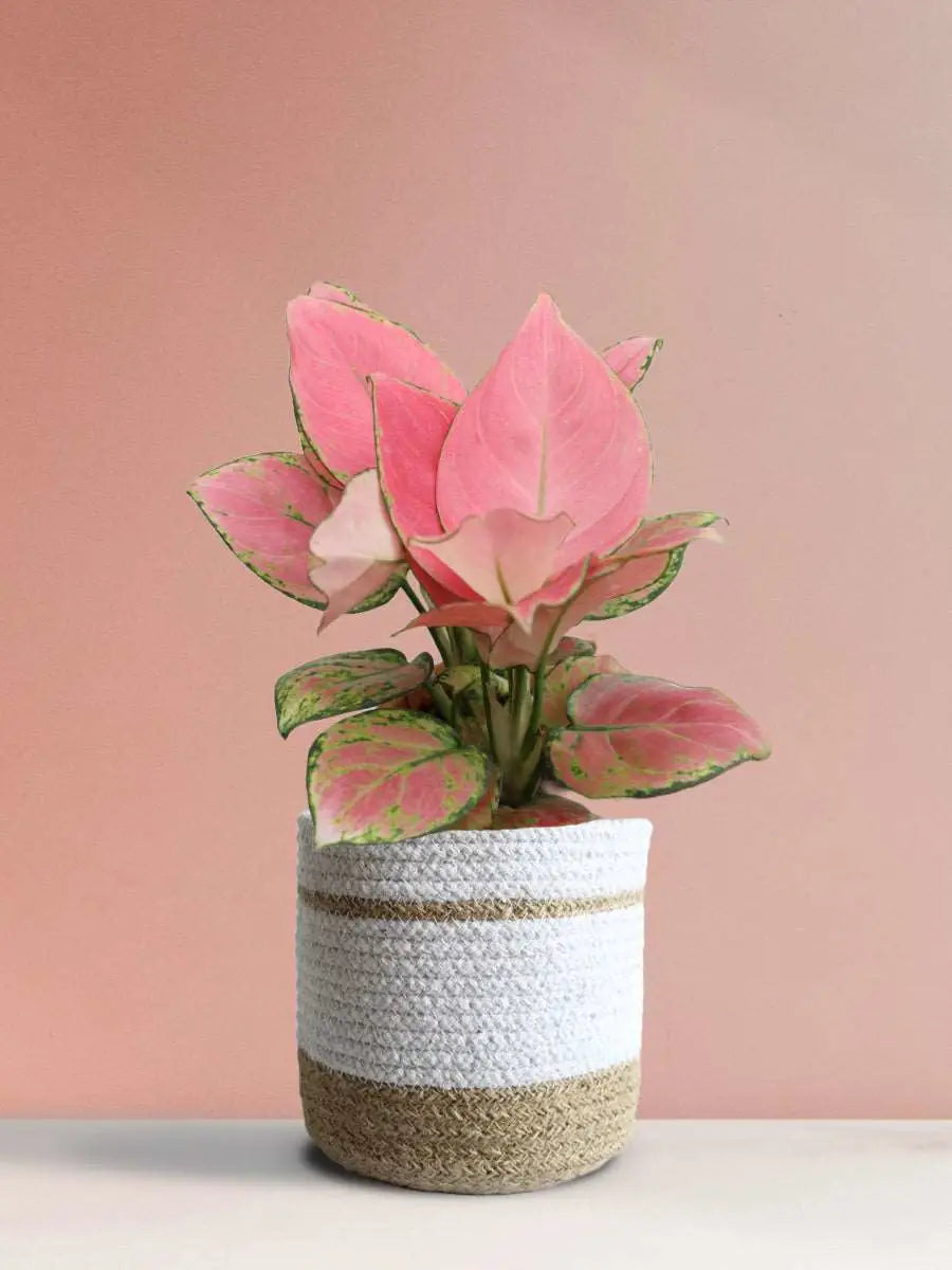 Buy colorful houseplant Aglaonema pink anjamani in premium white planter in India 