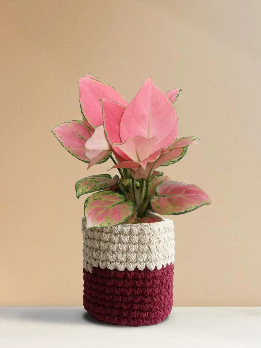 Gift Gorgeous colorful plant Aglaonema pink anjamani in eco friendly knitted planter online 