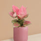 Aglaonema Pink Anjamani Plant in Ceramic Pot (Medium)
