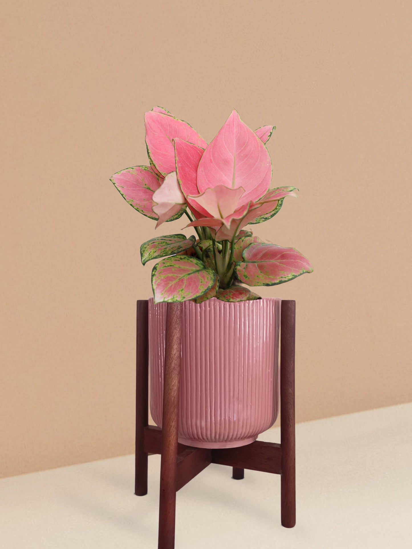 Aglaonema Pink Anjamani Plant in Ceramic Pot (Medium)