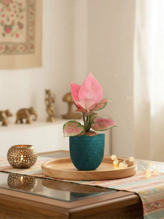 Aglaonema Pink Anjamani (Small) in Eco Pot