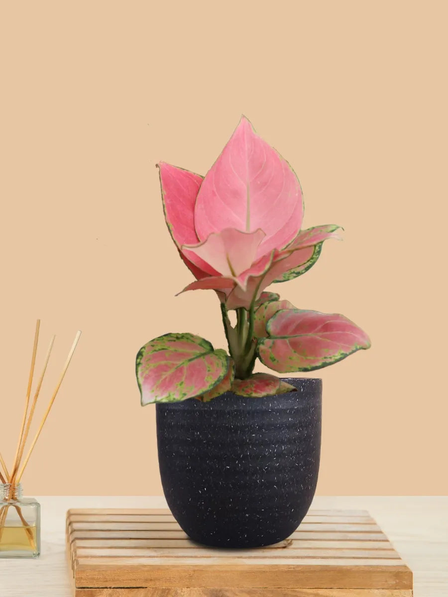 Aglaonema Pink Anjamani (Small) in Eco Pot