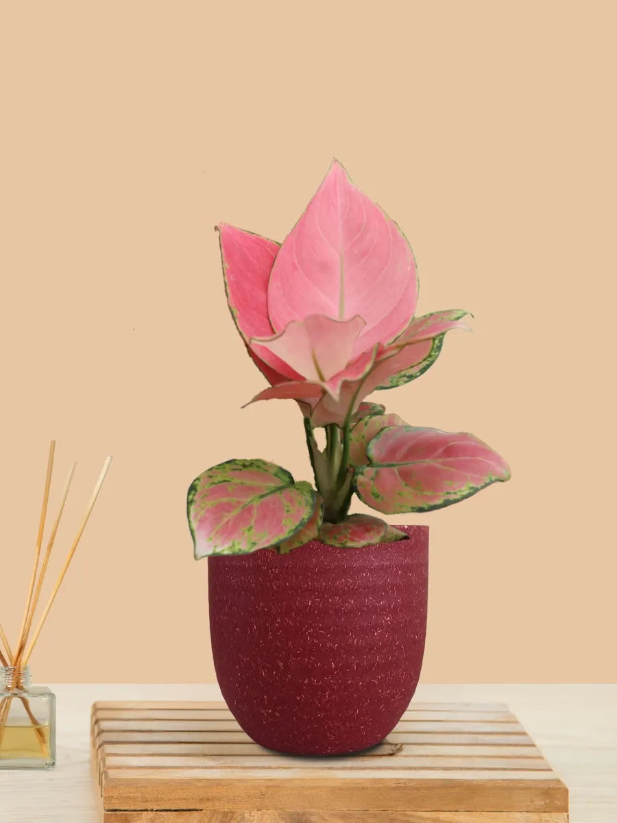 Aglaonema Pink Anjamani (Small) in Eco Pot