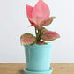 Shop stunning houseplant Aglaonema pink Anjamani in premium elementary blue ceramic pot online 
