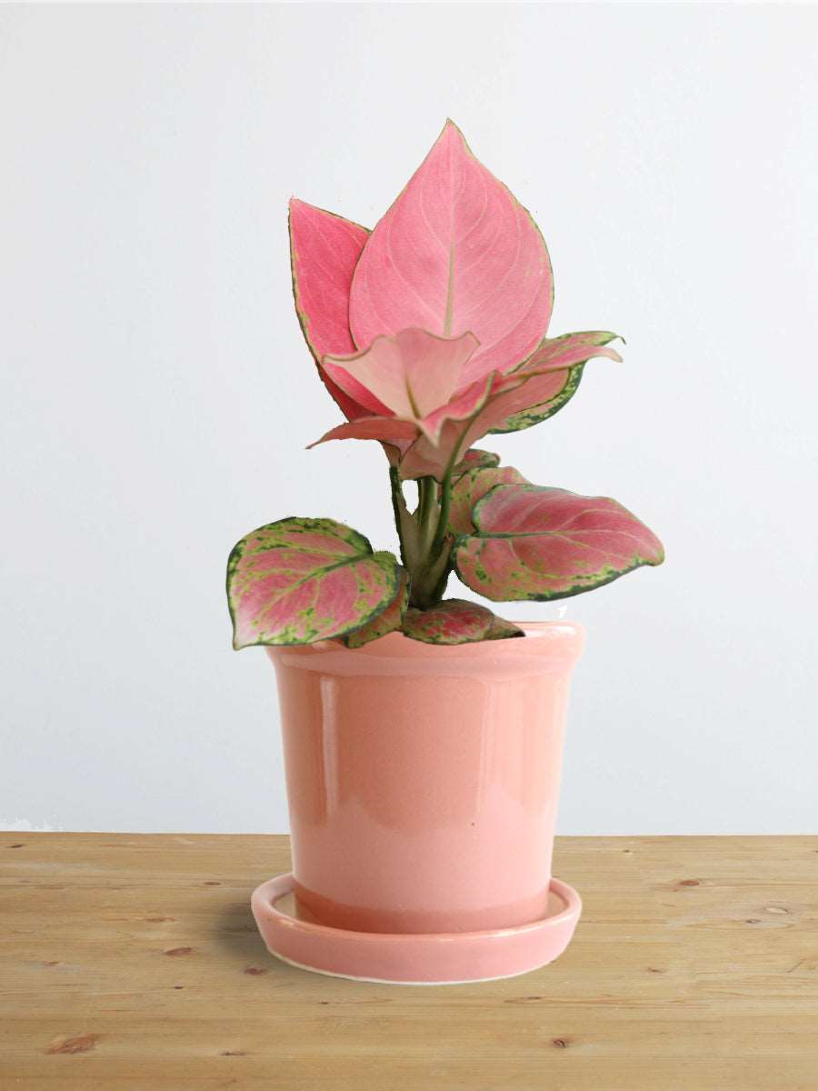 Shop beautiful small indoor plant Aglaonema pink Anjamani in premium ceramic pot in India 