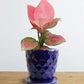 Gift gorgeous small indoor plant Aglaonema pink in eco friendly Hawaiian ceramic pot in India 
