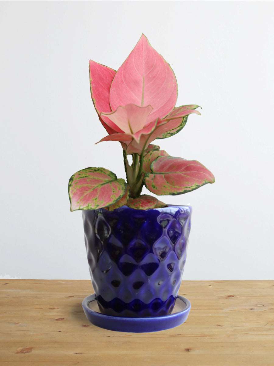 Gift gorgeous small indoor plant Aglaonema pink in eco friendly Hawaiian ceramic pot in India 