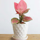 Shop beautiful small plant Aglaonema pink Anjamani in premium white Hawaiian ceramic pot online 
