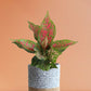 Shop aesthetic plant Aglaonema pink Dalmatian in eco friendly grey cotton planter online 