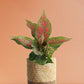 Buy eye - catchinh houseplant Aglaonema pink Dalmatian in premium yellow pot online 