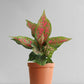 Aglaonema Pink Dalmatian (Medium)