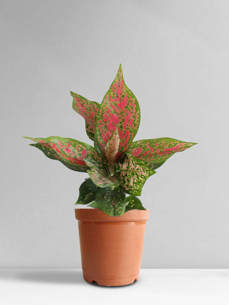 Aglaonema Pink Dalmatian (Medium)