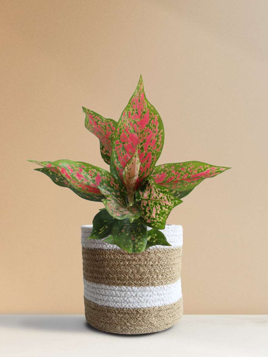 Shop beautiful indoor plant Aglaonema Dalmatian in stripe brown jute planter in India 