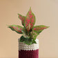 Buy decorative indoor plant Aglaonema pink Dalmatian in eco friendly red knitted cotton pot online 