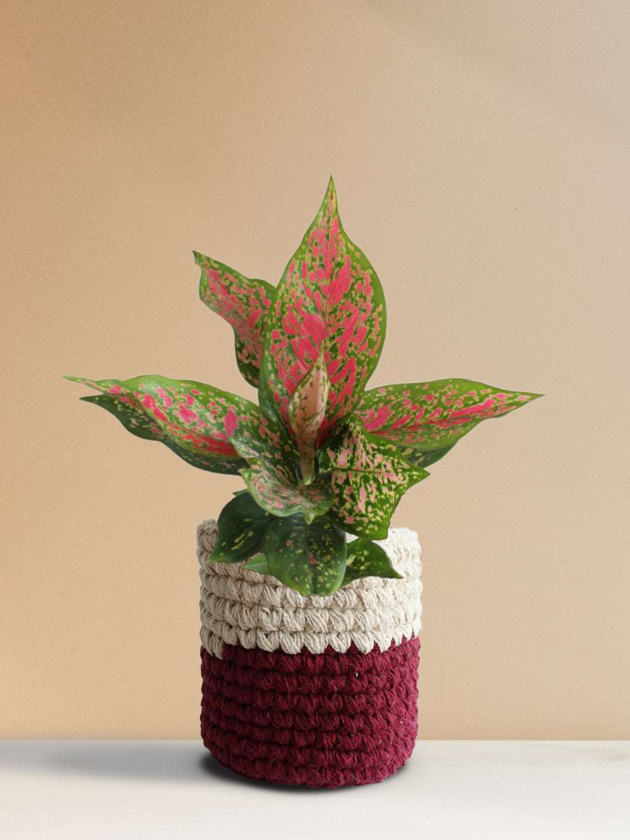 Buy decorative indoor plant Aglaonema pink Dalmatian in eco friendly red knitted cotton pot online 