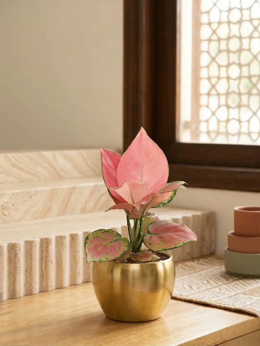 Aglaonema Pink Plant in 4" Golden Metal Pot