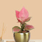 Aglaonema Pink Plant in 4" Golden Metal Pot