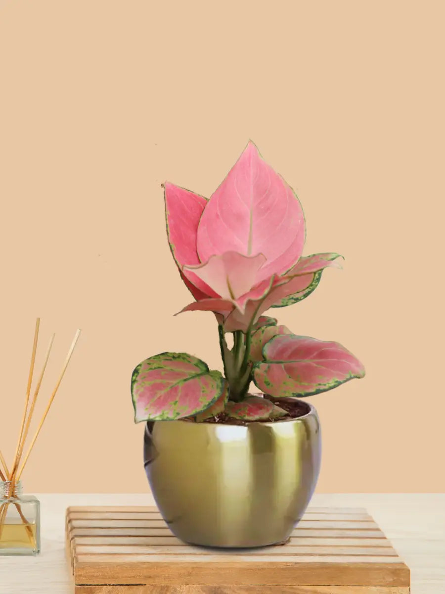 Aglaonema Pink Plant in 4" Golden Metal Pot