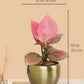 Aglaonema Pink Plant in 4" Golden Metal Pot
