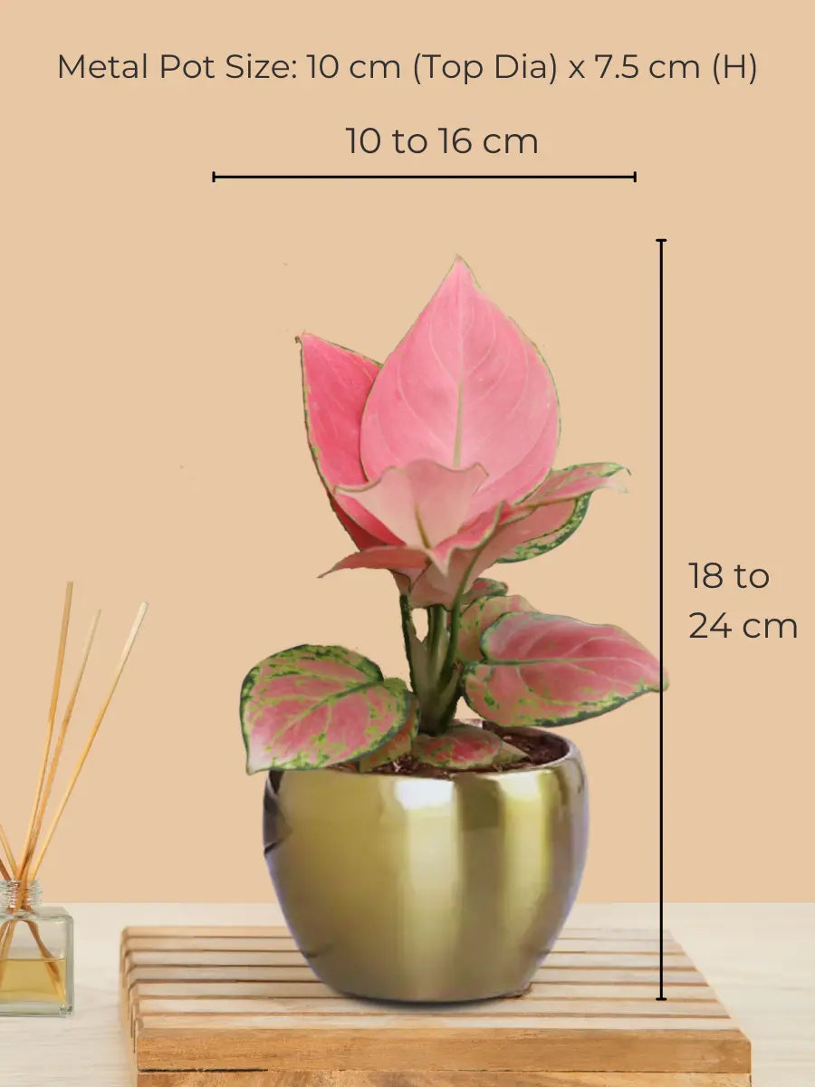 Aglaonema Pink Plant in 4" Golden Metal Pot