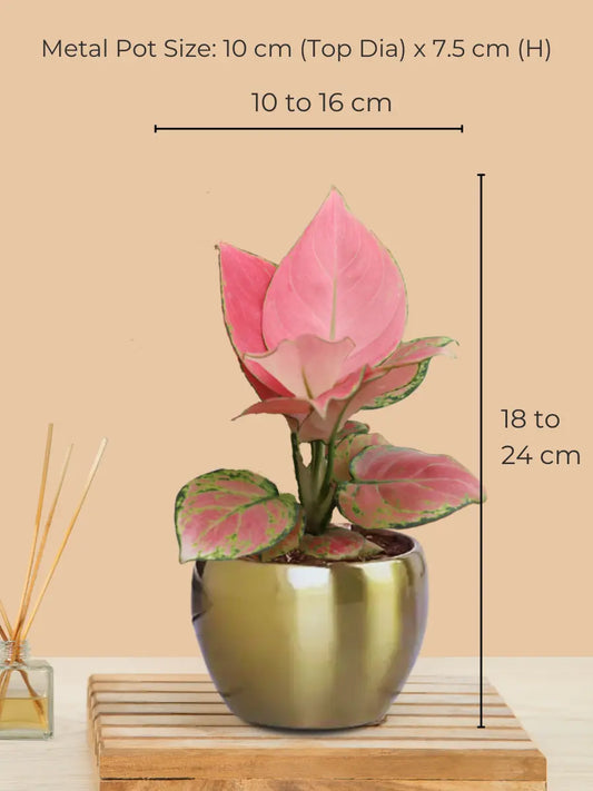 Aglaonema Pink Plant in 4" Golden Metal Pot