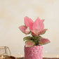 Aglaonema Pink Anjamani (Medium)