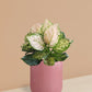 Aglaonema Pink Valentine Plant in Ceramic Pot (Medium)
