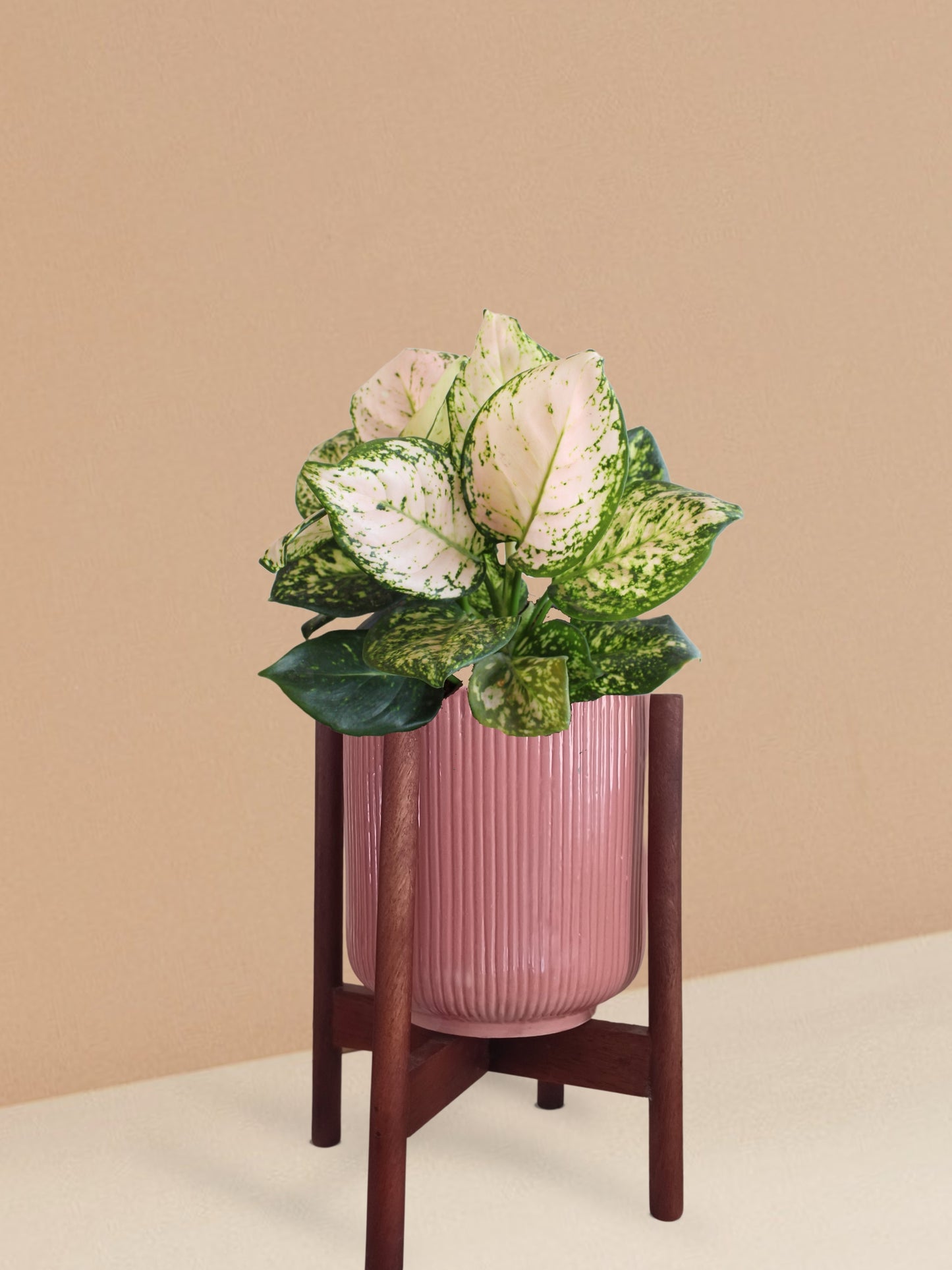 Aglaonema Pink Valentine Plant in Ceramic Pot (Medium)