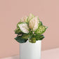 Aglaonema Pink Valentine Plant in Ceramic Pot (Medium)