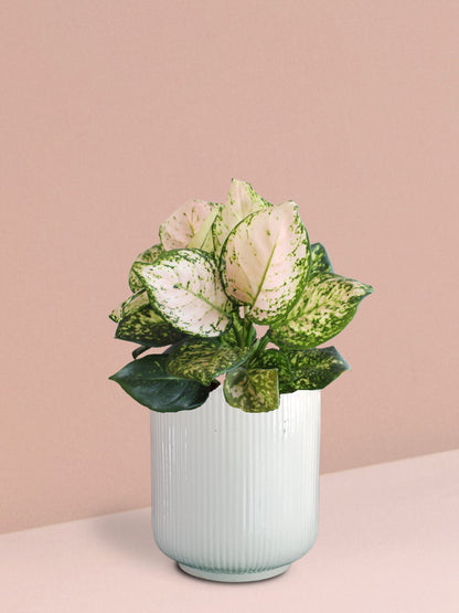 Aglaonema Pink Valentine Plant in Ceramic Pot (Medium)