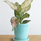 Gift colorful houseplant Aglaonema Pink Valentine in a eco friendly blue pot in India 