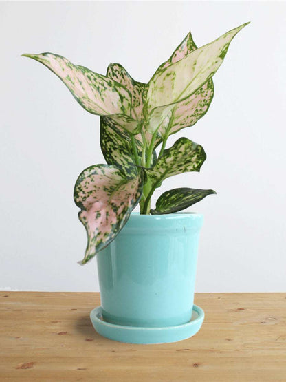 Gift colorful houseplant Aglaonema Pink Valentine in a eco friendly blue pot in India 