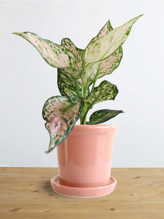 Buy Small beautiful indoor plant Aglaonema Pink Valentine in a eco friendly pink ceramic pot online