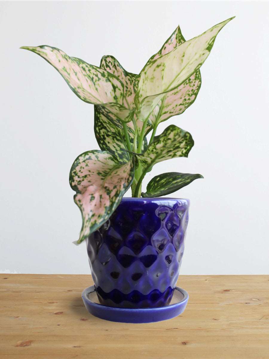 Buy gorgeous small plant Aglaonema Pink Valentine in a eco friendly navy blue pot on online store
